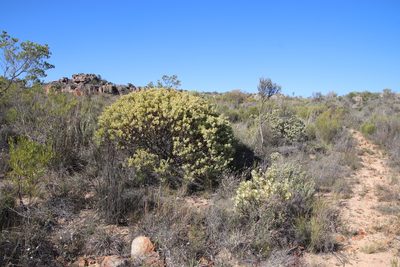 Leucadendron loranthifolium, photographed by Tony Rebelo