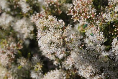 Agathosma giftbergensis, photographed by Tony Rebelo