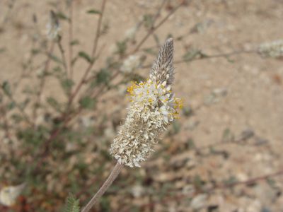 Dalea albiflora, photographed by Alexis López Hernández