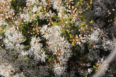 Agathosma giftbergensis, photographed by Tony Rebelo
