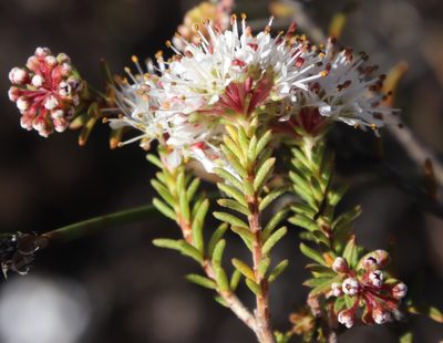 Agathosma giftbergensis, photographed by Tony Rebelo
