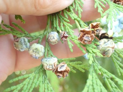 × Hesperotropsis leylandii, photographed by Robert H. Wardell