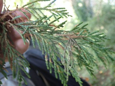 Chamaecyparis lawsoniana, photographed by Robert H. Wardell