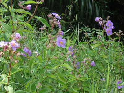 Osbeckia stellata, photographed by Aaron Liston