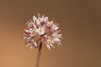 Allium tarkhankuticum, photographed by Вячеслав Юсупов