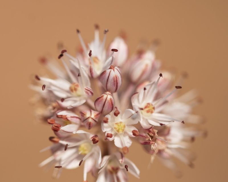 Allium tarkhankuticum, photographed by Вячеслав Юсупов