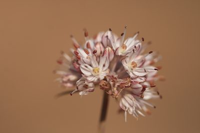 Allium tarkhankuticum, photographed by Вячеслав Юсупов