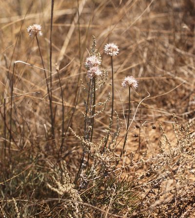 Allium tarkhankuticum, photographed by Вячеслав Юсупов