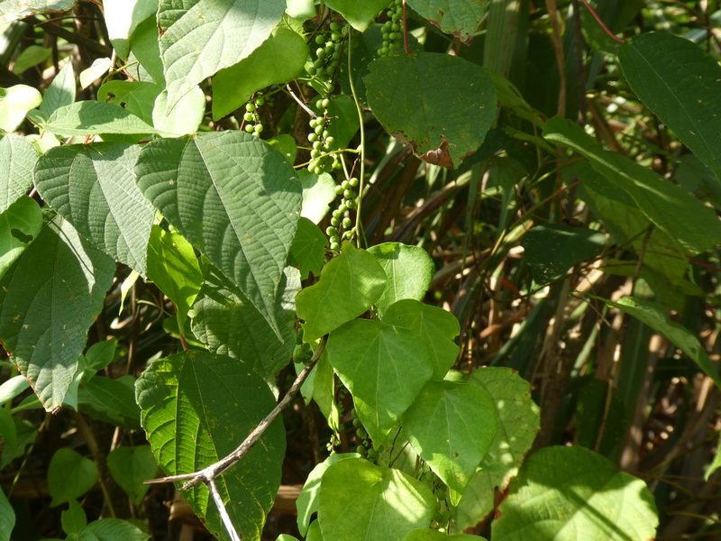 Cyclea hypoglauca, photographed by Aaron Liston
