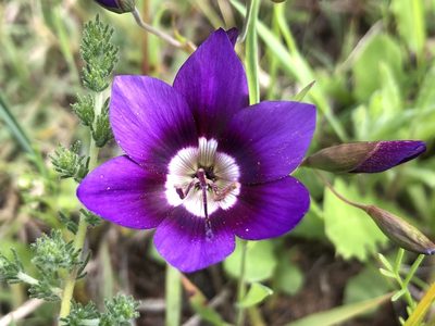 Geissorhiza monanthos, photographed by djsc0
