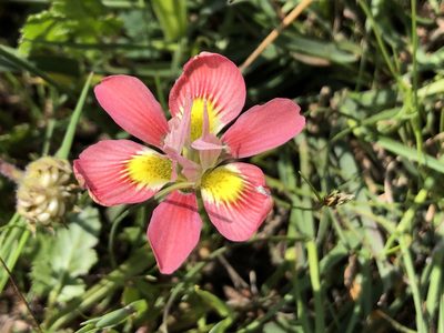 Moraea tricolor, photographed by djsc0