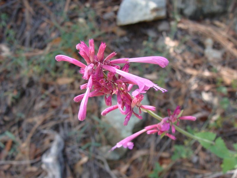 Agastache pallida, photographed by Alexis López Hernández