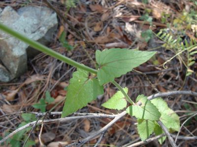 Agastache pallida, photographed by Alexis López Hernández