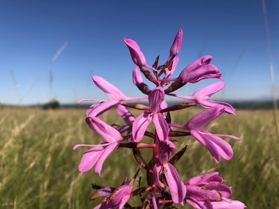 Disa nervosa, photographed by djsc0