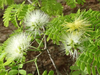 Chloroleucon mangense, photographed by Francisco Farriols Sarabia