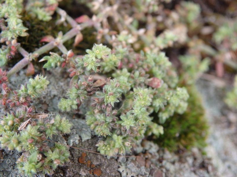Herniaria lusitanica, photographed by Carminda Santos
