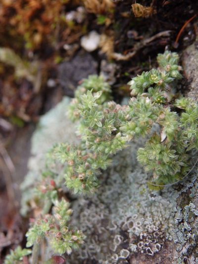 Herniaria lusitanica, photographed by Carminda Santos