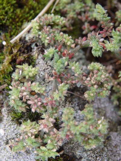 Herniaria lusitanica, photographed by Carminda Santos