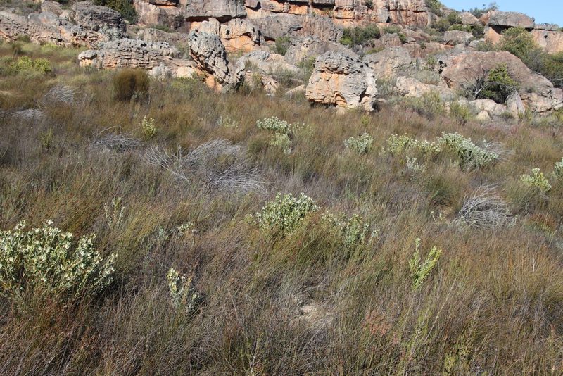 Leucadendron loranthifolium, photographed by Tony Rebelo