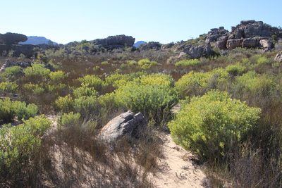 Leucadendron loranthifolium, photographed by Tony Rebelo