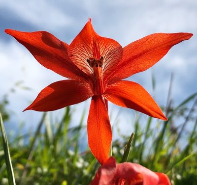 Gladiolus watsonius, photographed by djsc0