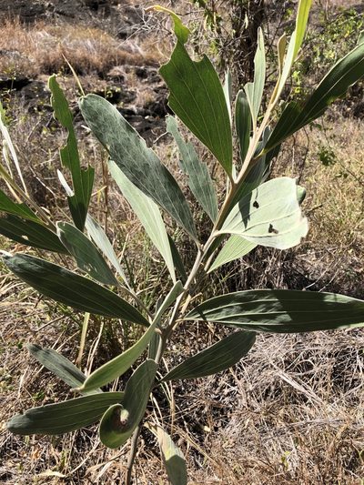 Acacia holosericea, photographed by elawrey