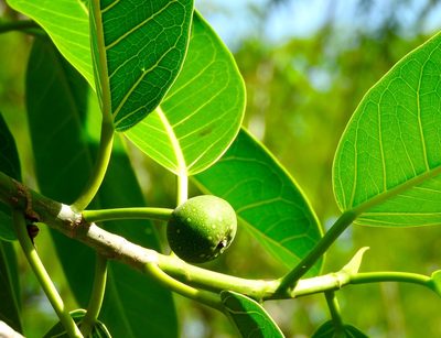 Ficus crocata, photographed by Francisco Farriols Sarabia