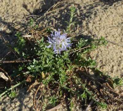 Jasione maritima, photographed by Donald Davesne