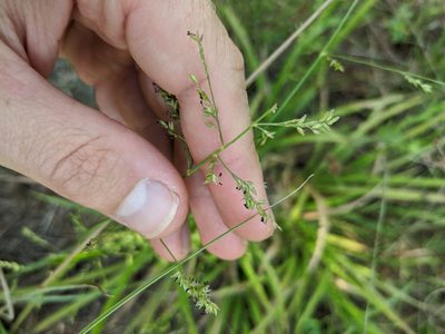 Coleataenia anceps, photographed by Cleveland Powell