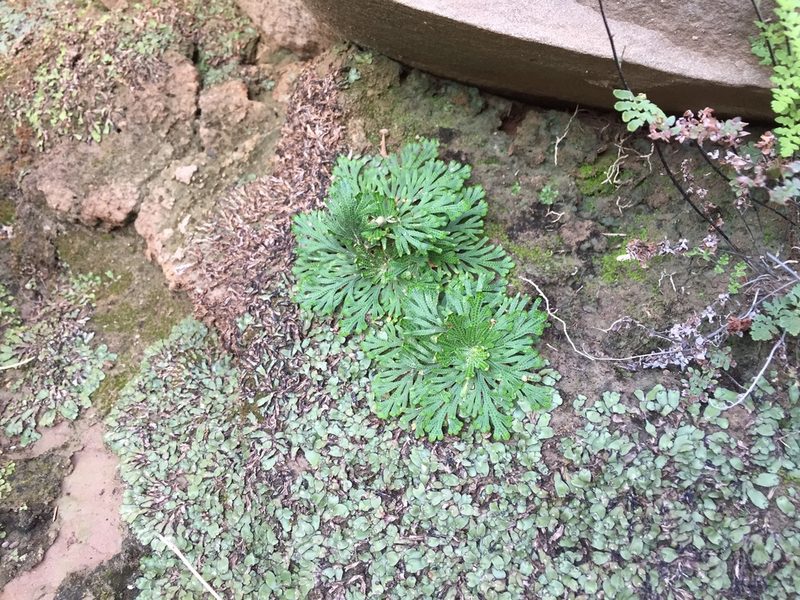 Selaginella ribae, photographed by Karla M. Benítez