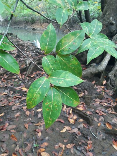 Mora oleifera, photographed by keesgroenendijk