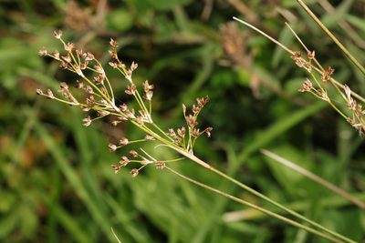 Juncus acutiflorus, photographed by Stephen James McWilliam