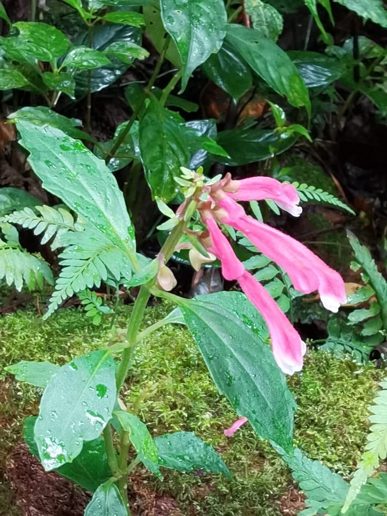 Scutellaria isocheila, photographed by Eduardo Chacón Madrigal
