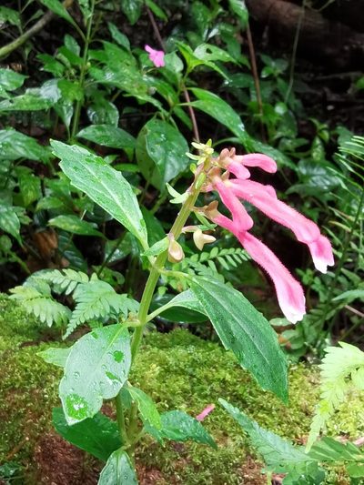 Scutellaria isocheila, photographed by Eduardo Chacón Madrigal