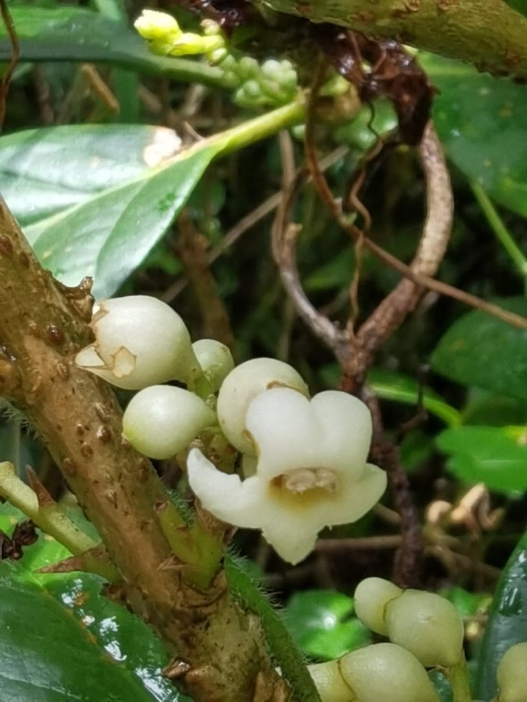 Schlegelia parviflora, photographed by Eduardo Chacón Madrigal
