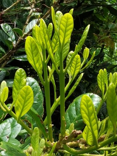 Schlegelia parviflora, photographed by Eduardo Chacón Madrigal