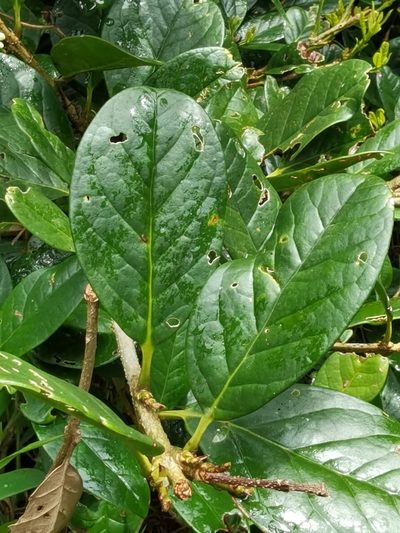 Schlegelia parviflora, photographed by Eduardo Chacón Madrigal