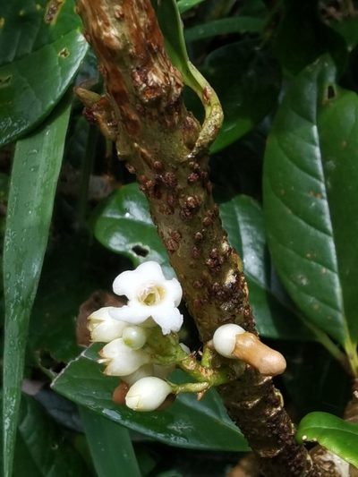 Schlegelia parviflora, photographed by Eduardo Chacón Madrigal