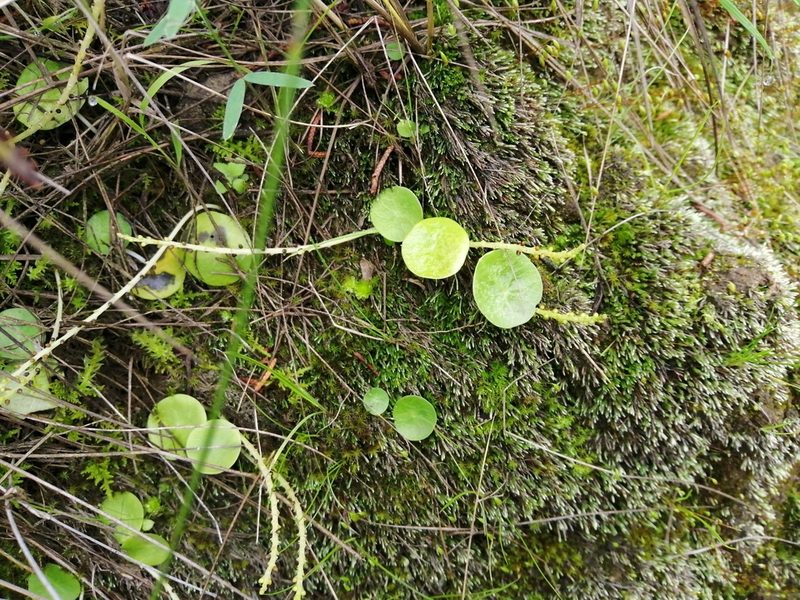 Peperomia bracteata, photographed by Ulises Emmanuel Martínez Burgos