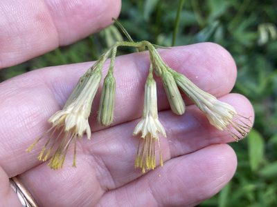 Nabalus serpentaria, photographed by Alan Weakley