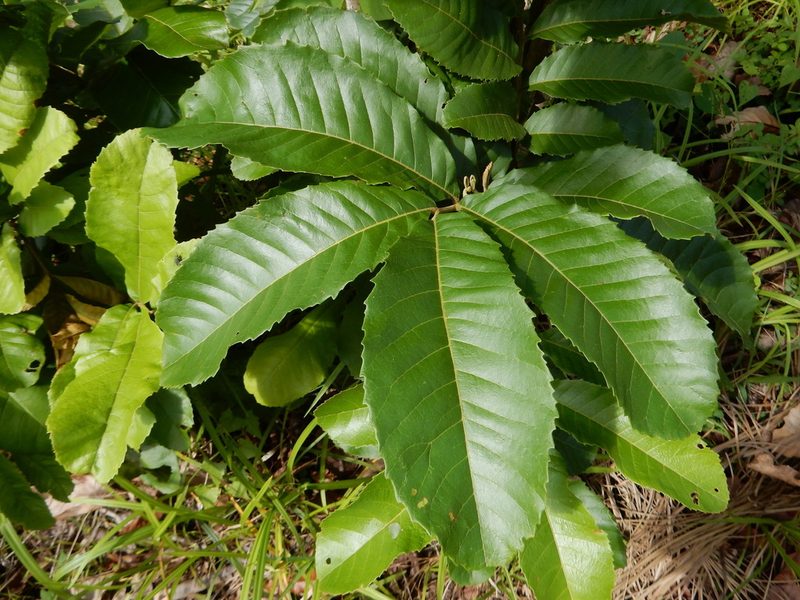 Cupania americana, photographed by Yolanda M. Leon