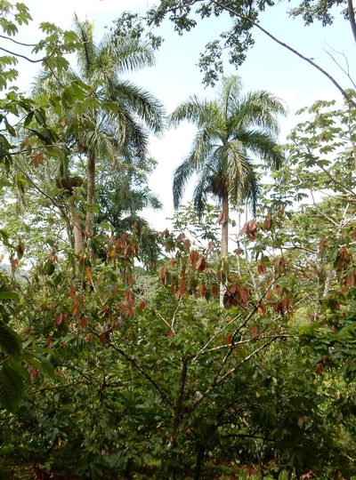 Roystonea borinquena, photographed by Yolanda M. Leon