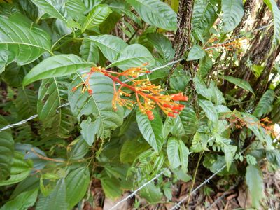 Palicourea crocea, photographed by Yolanda M. Leon