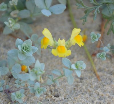 Linaria thymifolia, photographed by Donald Davesne