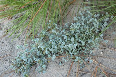 Linaria thymifolia, photographed by Donald Davesne