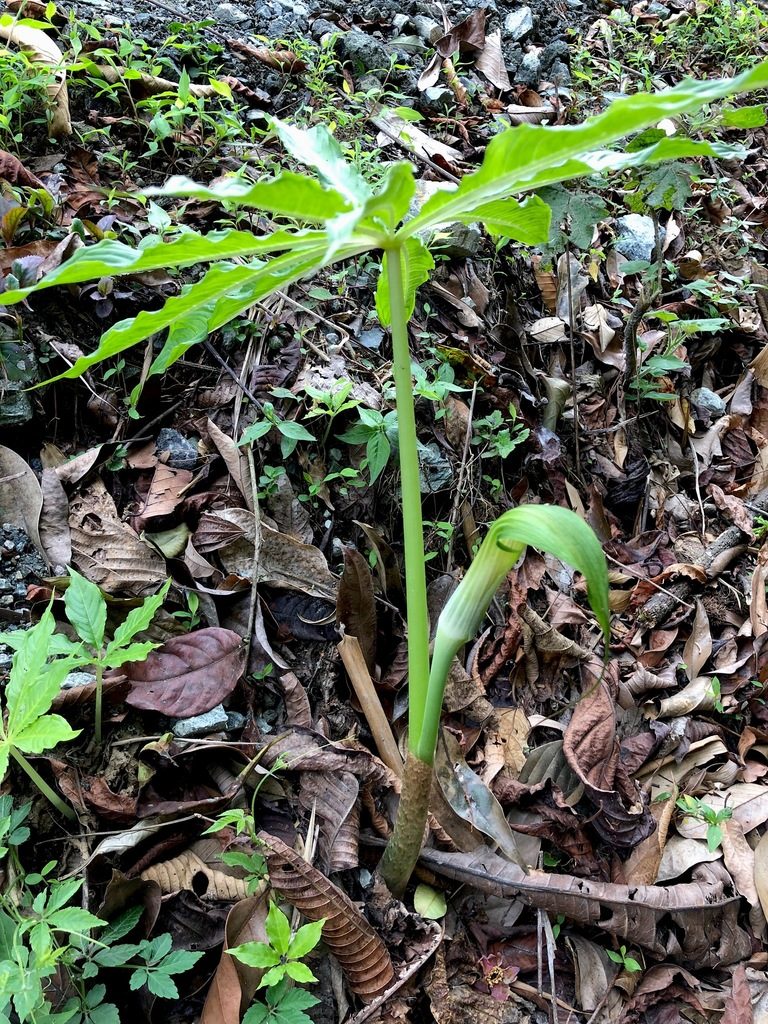 Arisaema concinnum, photographed by desertnaturalist
