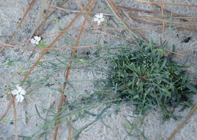 Silene portensis, photographed by Donald Davesne