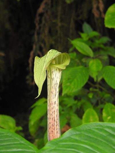 Arisaema nepenthoides, photographed by desertnaturalist