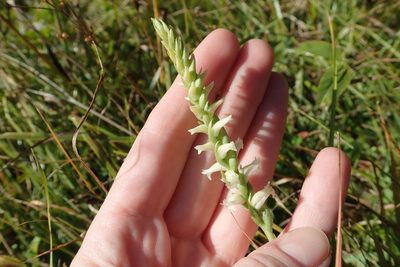 Spiranthes ochroleuca, photographed by Laura J. Costello