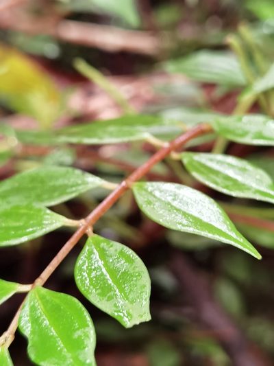 Peperomia palmana, photographed by Eduardo Chacón Madrigal